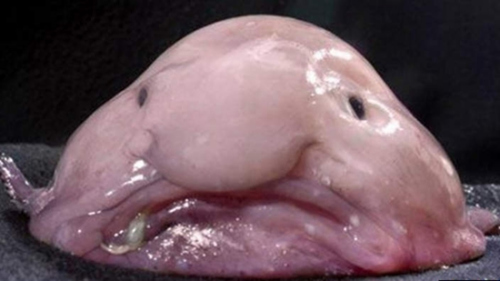 【国际】全球最丑生物？日本展出罕见“水滴鱼”(图)