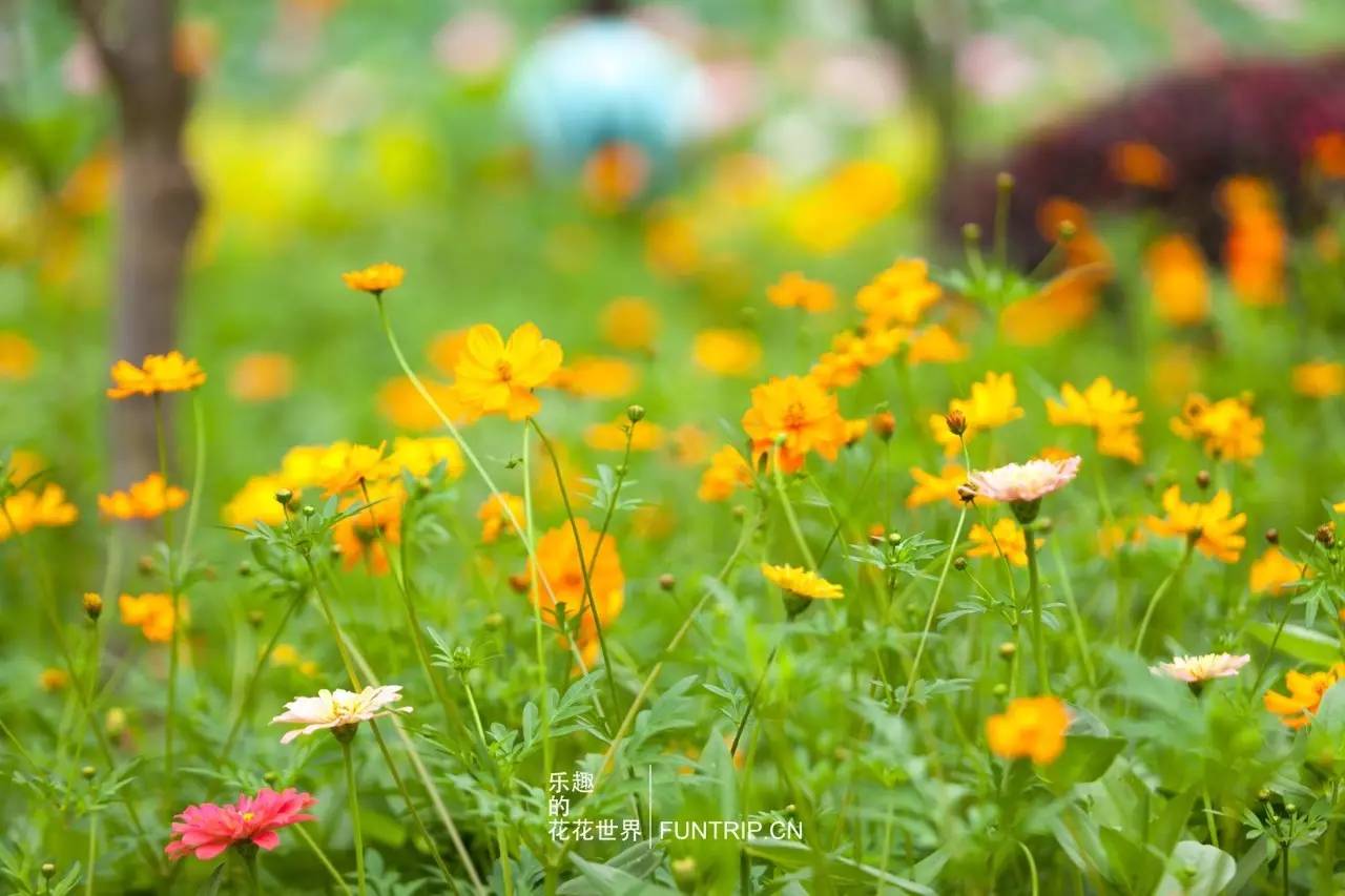 园内除了荷花,还有五颜六色花草让你尽情拈花惹草,享受花花世界.