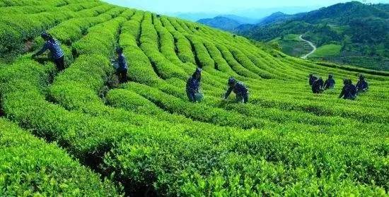 开发茶文化旅游的意义