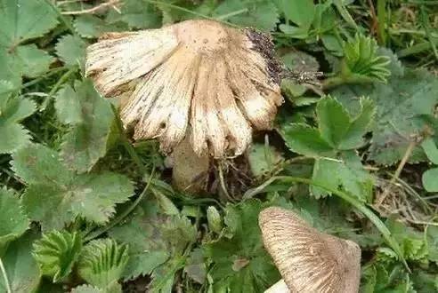 新疆最常见的野蘑菇辨别方法,太详细了!图片对照,赶紧