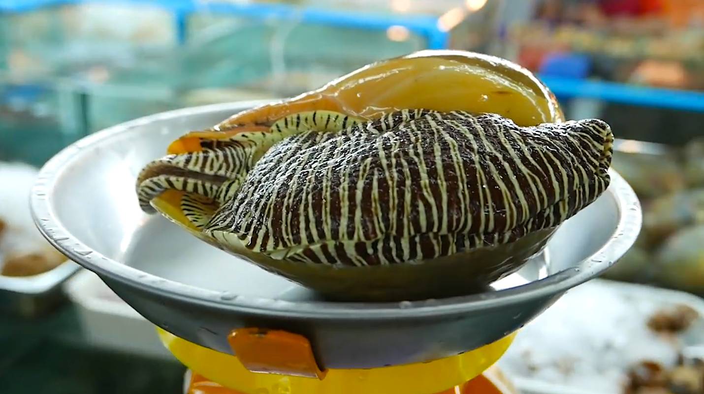 3斤大的海螺该怎么取肉,泰国师傅上演全武行