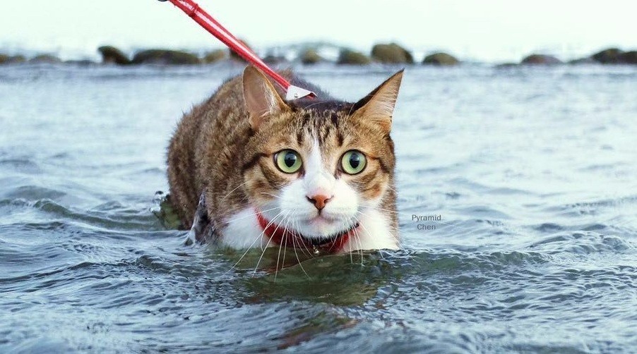 据说猫分两种怕水的不怕水的