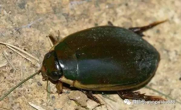 鞘翅目(coleoptera)龙虱科(dytiscidae)肉食性,水生甲虫,4,000多种