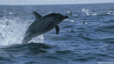 海豚为什么会跳出水面