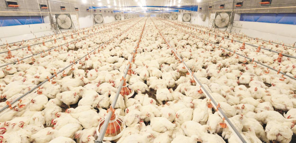 从猪到鸡打造高标准产业链,双汇年出栏肉鸡5000万只