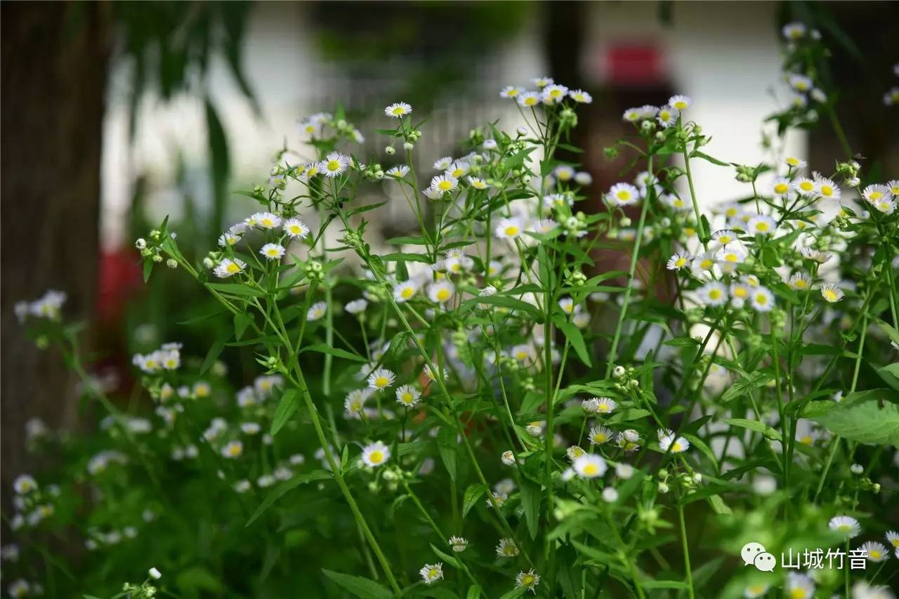 雏菊是菊科植物的一种,别名长命菊,延命菊,原产于欧洲,原种被视为丛生