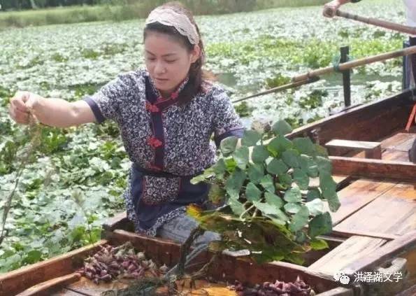 洪泽湖文学菱花菱角