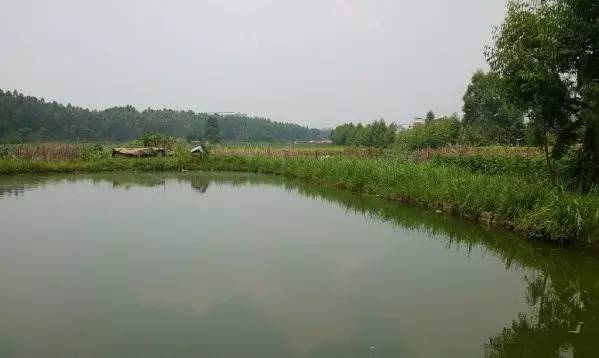 一组大荔农村夏天的照片,看过满满的亲切感!