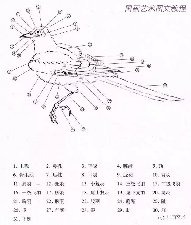 喜鹊生理结构图示喜鹊动态写生示范本素材摘录自《中国画线描:喜鹊