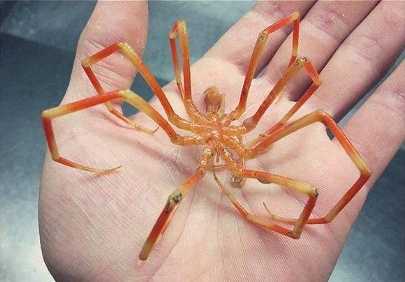 手掌大的彩色蜘蛛