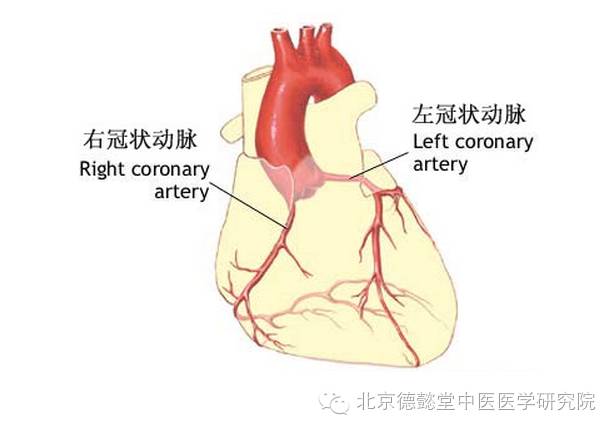 心脏的御厨的大名在医学中的名词叫:冠状动脉.