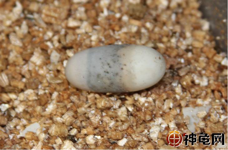 1,先用眼睛观察,孵化初期已确认有精斑的龟蛋的发育情况.