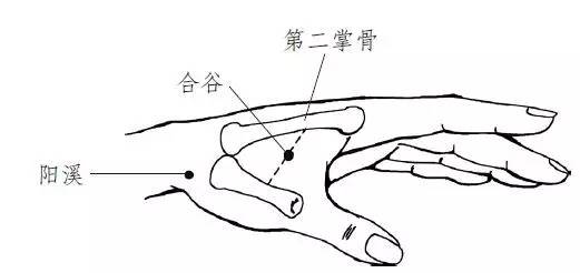 大 肠 合 位置:在手背,,二掌骨间,第二掌骨桡侧的中点处.
