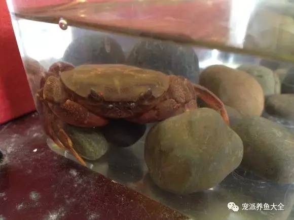 锯齿华溪蟹怎么吃