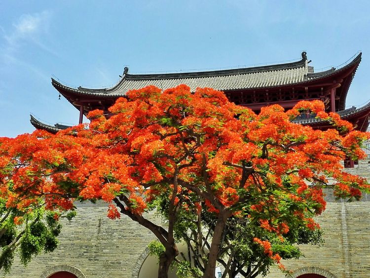 【视觉】古城建水凤凰花开,太美了