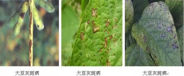 土壤环境条件和耕作栽培措施 大豆褐斑病 大豆菌核病主要浸染茎秆, 8