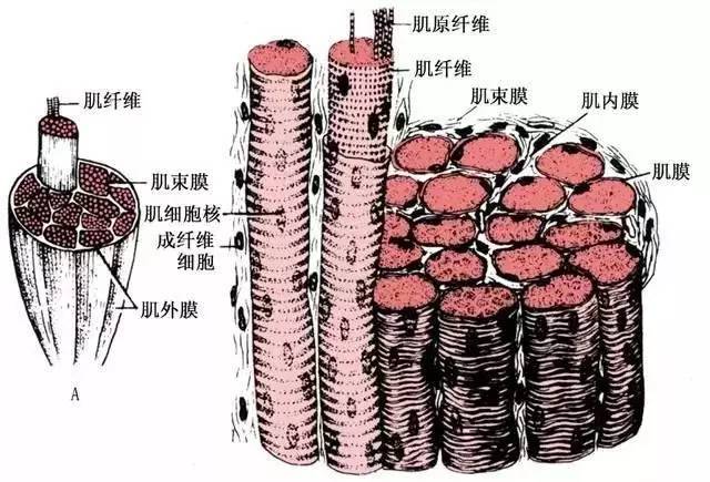 横纹肌溶解综合征有哪些表现?