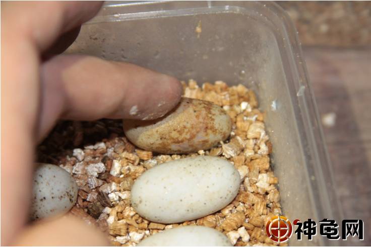 龟蛋孵化系列之:孵化中期,如何检查龟蛋的健康状况
