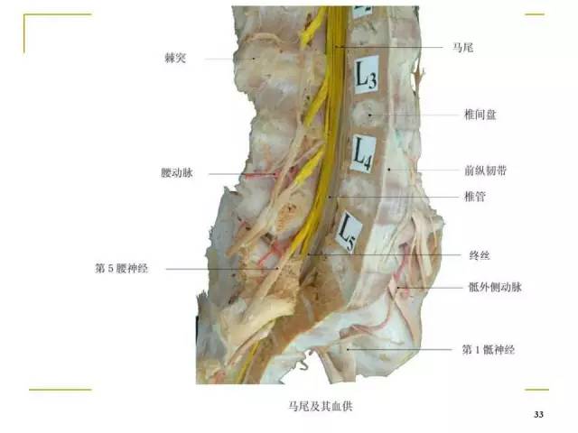 腰椎间孔的解剖与临床