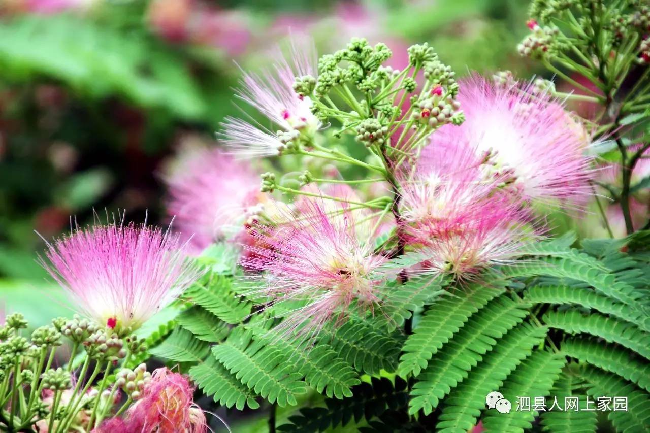 带你看看泗城最美最吉祥的花——绒花美