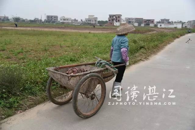 退潮后,海滩涂热闹得像集市,赶小海的村民数不胜数(唐少连 摄)调文