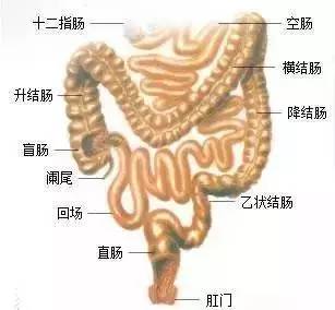 胃的原理是什么_胃左边是什么器官(2)