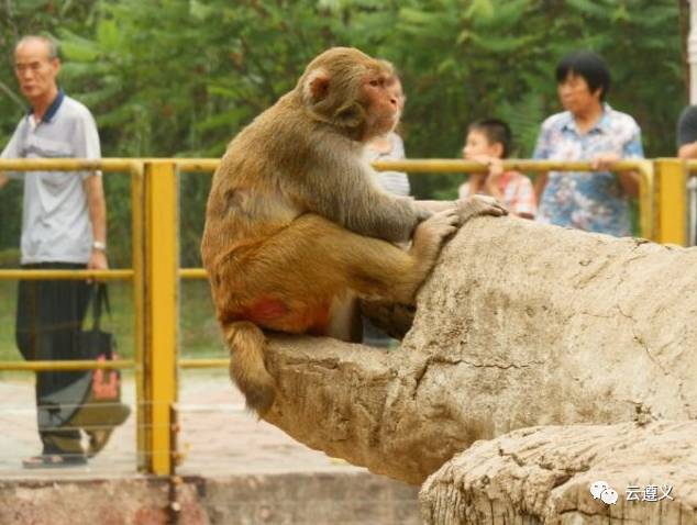 描写动物园猴子作文