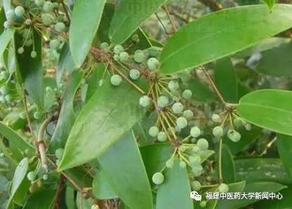 【时珍园植物课堂】药用植物—土茯苓