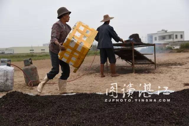 常盛 摄)退潮后,海滩涂热闹得像集市,赶小海的村民数不胜数(唐少连