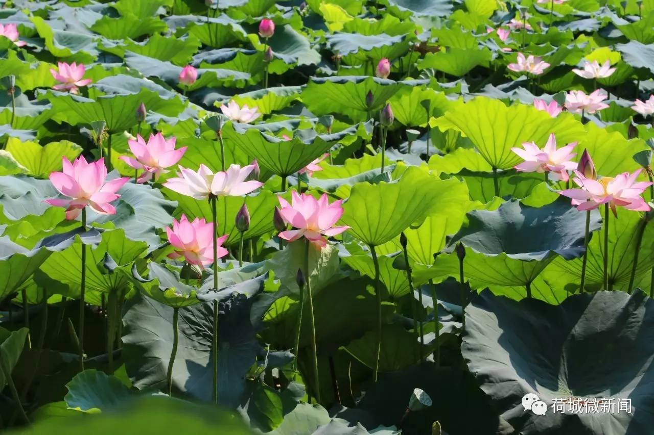 旅游 正文  村前荷花塘如诗如画 当你开车驶往荷城的村居,会在不经意