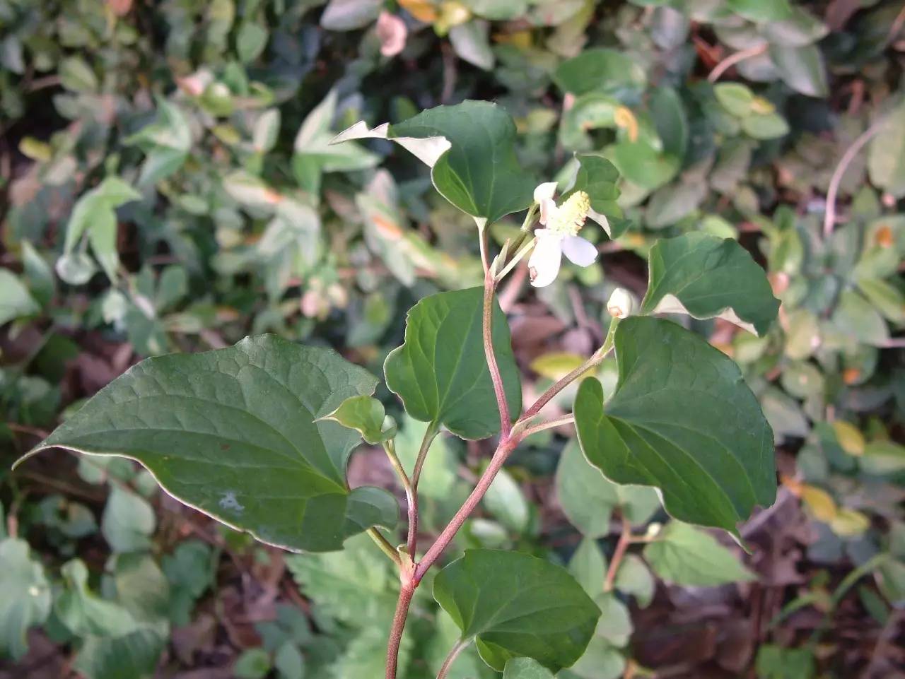 农村的这些野菜，现在都成了餐桌上的宝贝！你吃过哪几种？