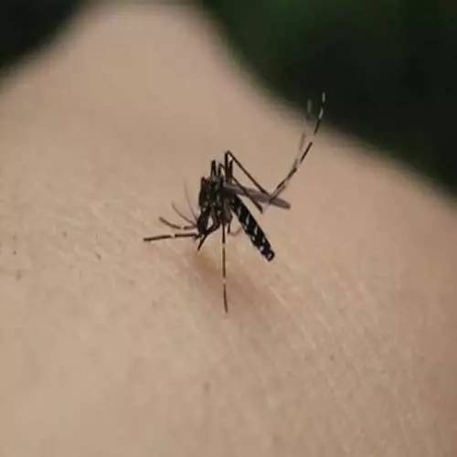 蚊子只咬ab血型人?真正招蚊子的是这几类人,血型表示
