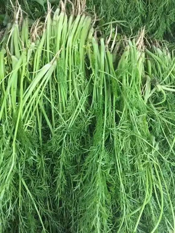 【每日一味药】茴香