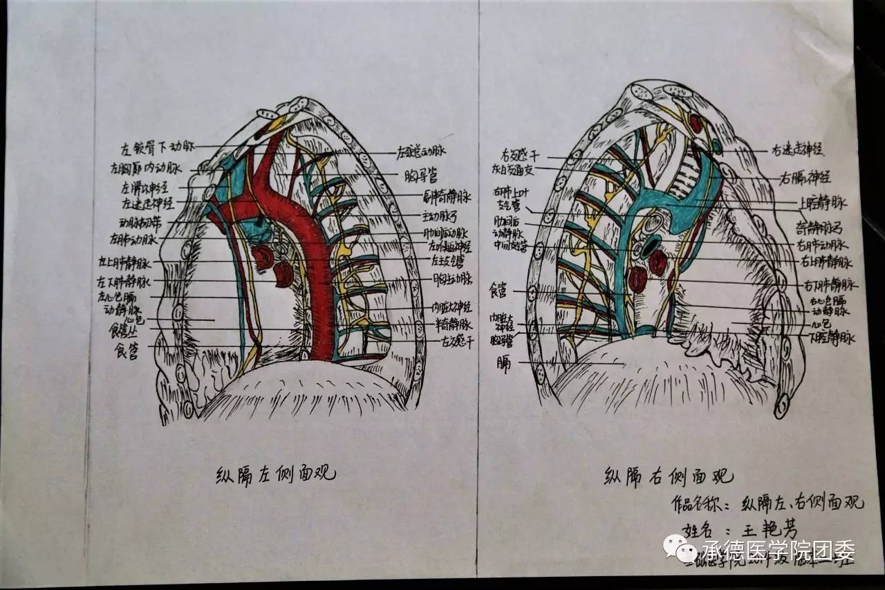 承德医学院首届解剖绘图大赛获奖结果