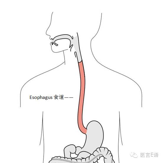 the esophagus