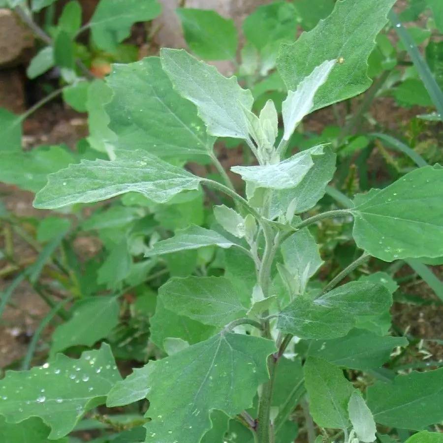 农村的这些野菜，现在都成了餐桌上的宝贝！你吃过哪几种？