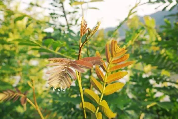 袜子弄里有棵树,是从我的家乡到松江的传送门