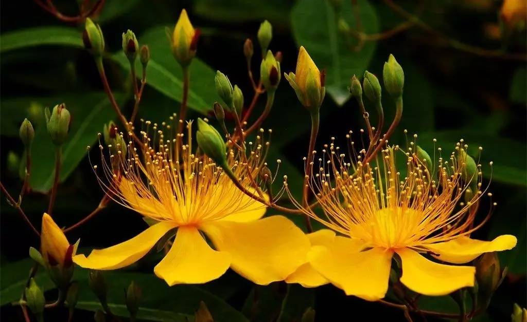 芒种花,学名 金丝桃,因其为 芒种(6月5日)时节开花,花色为金黄色,带有