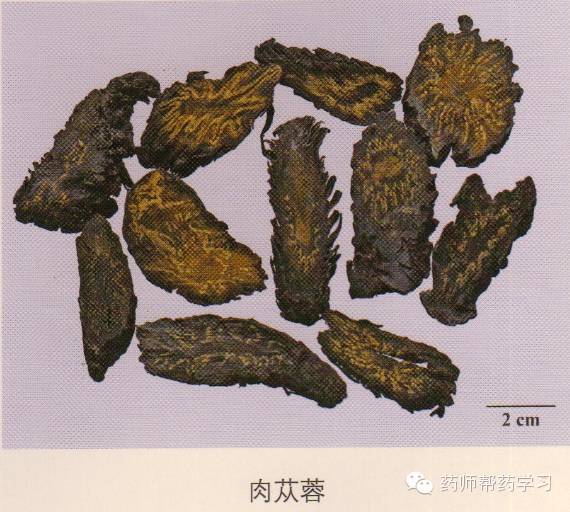 蒲公英 药用部位为地上部分:益母草 药用部分为地上茎:肉苁蓉 药用