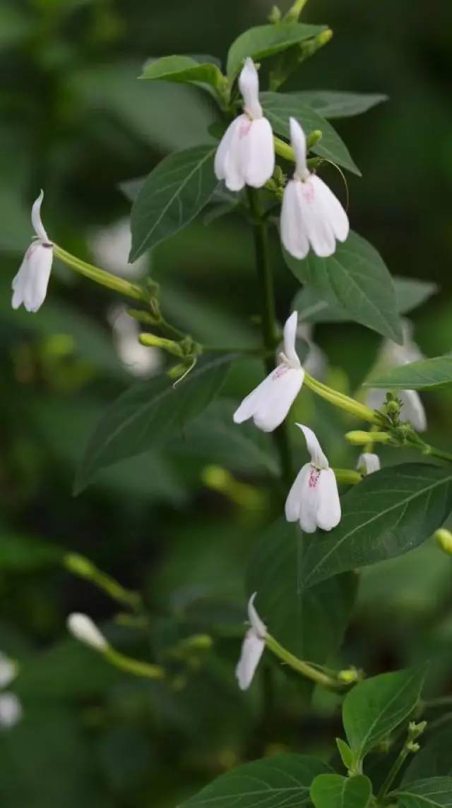 kurz 别名:癣草,白鹤灵芝草,仙鹤灵芝草 门:被子植物门 纲:双