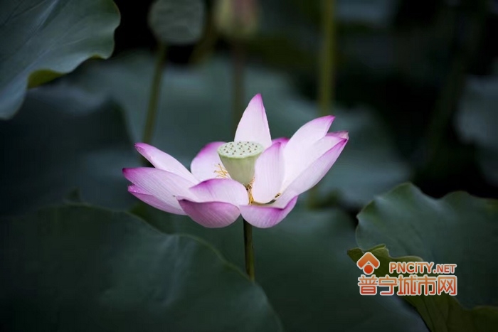 莫非这是传说中的普宁"国际荷花节?