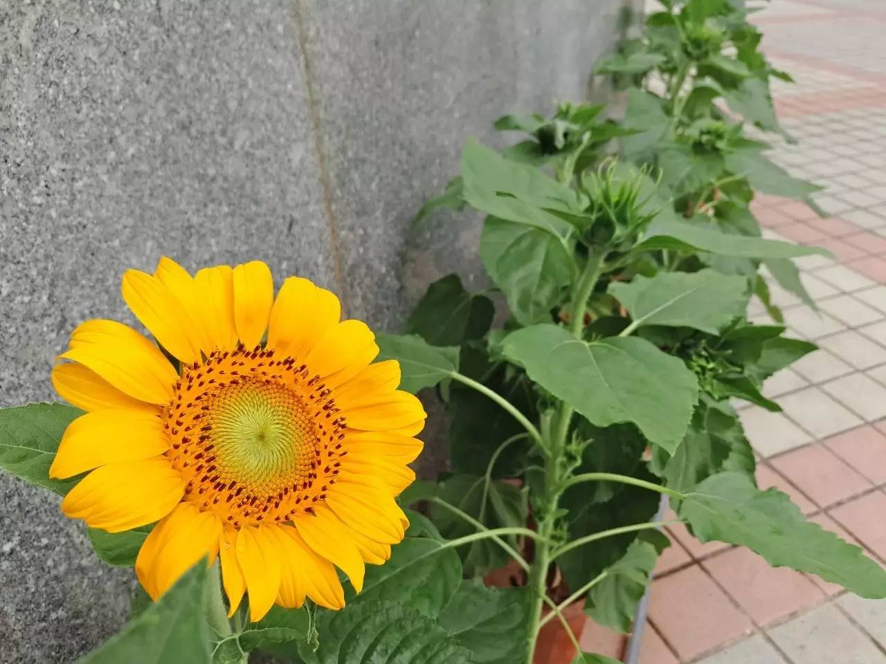 这两周我们又收到了新一批石小学子的向日葵种植照片,事不宜迟,立马