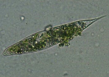 有了这份最全水生物藻类图谱你还为看不懂各种藻类而烦恼吗