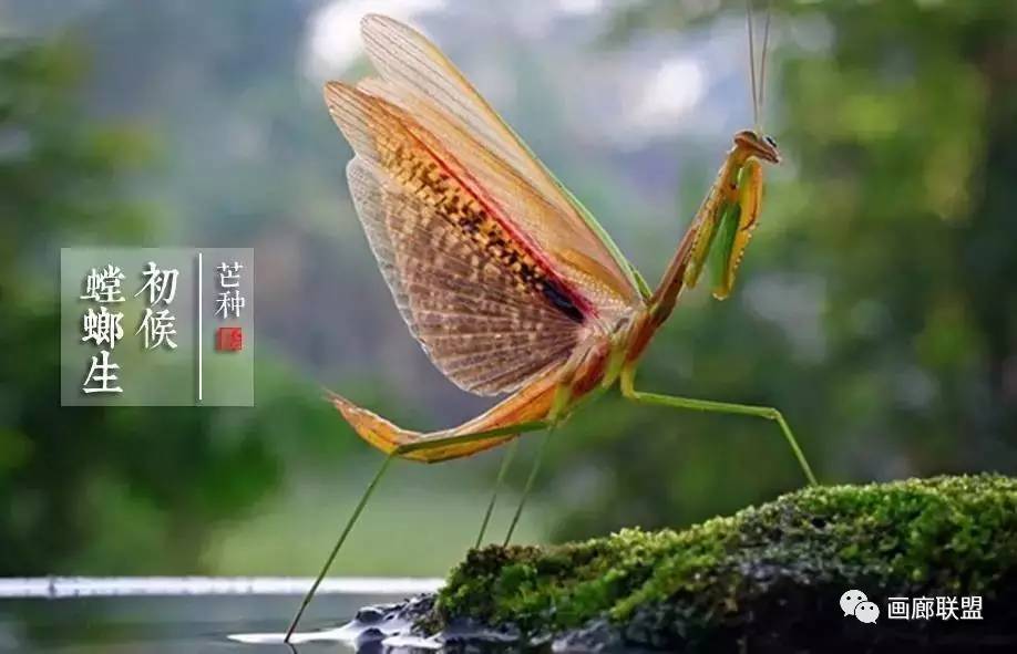 说的是:芒种头五天,螳螂幼虫破壳而出,饮风食露,捕蝉而食;五日后