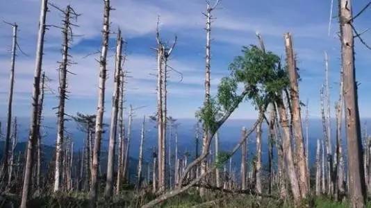 酸雨蔓延生物多样性减少臭氧层的耗损与破坏全球气候变暖我们面临的