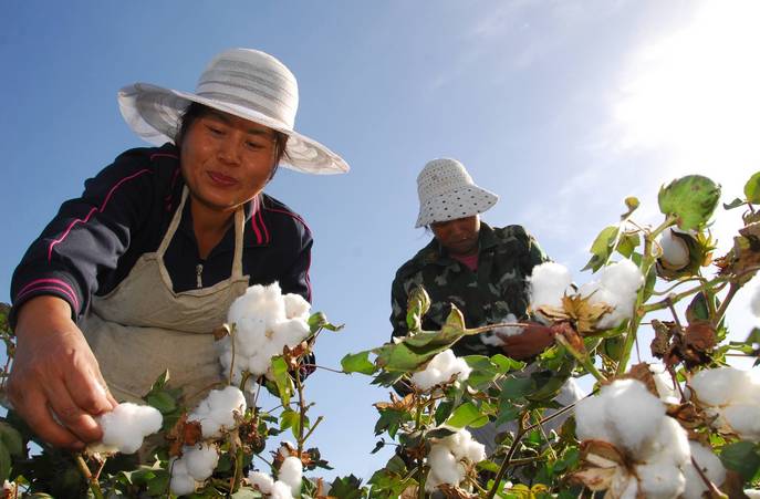 棉花行情 | 现货市场现分歧,新疆棉炙手可热