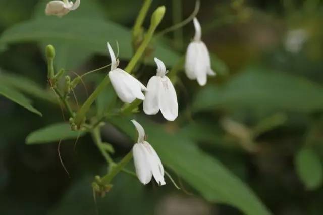 花现每一天【白鹤灵芝】