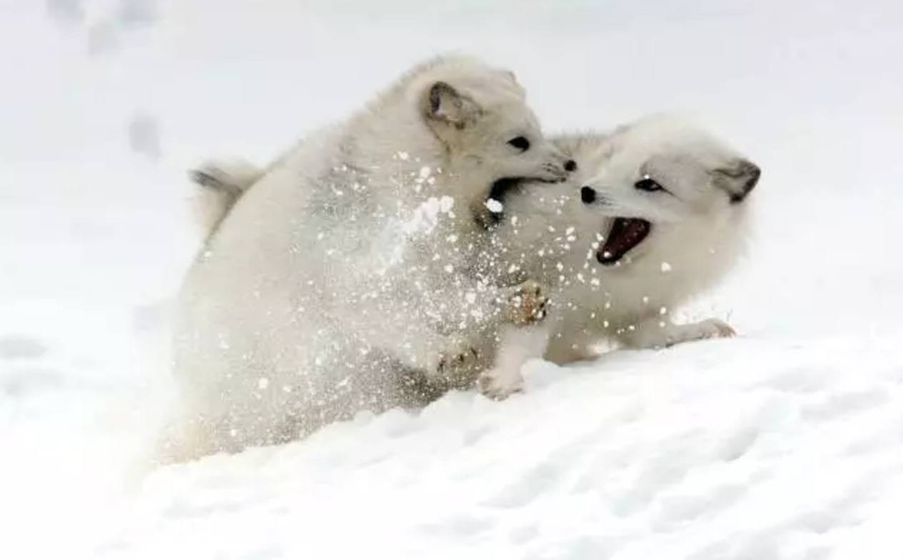 冬季北极狐蝠 库存照片. 图片 包括有 加拿大, 知道, 幼崽, 敌意, 欧洲, 狐狸, 建筑师, 婴孩 - 211275258