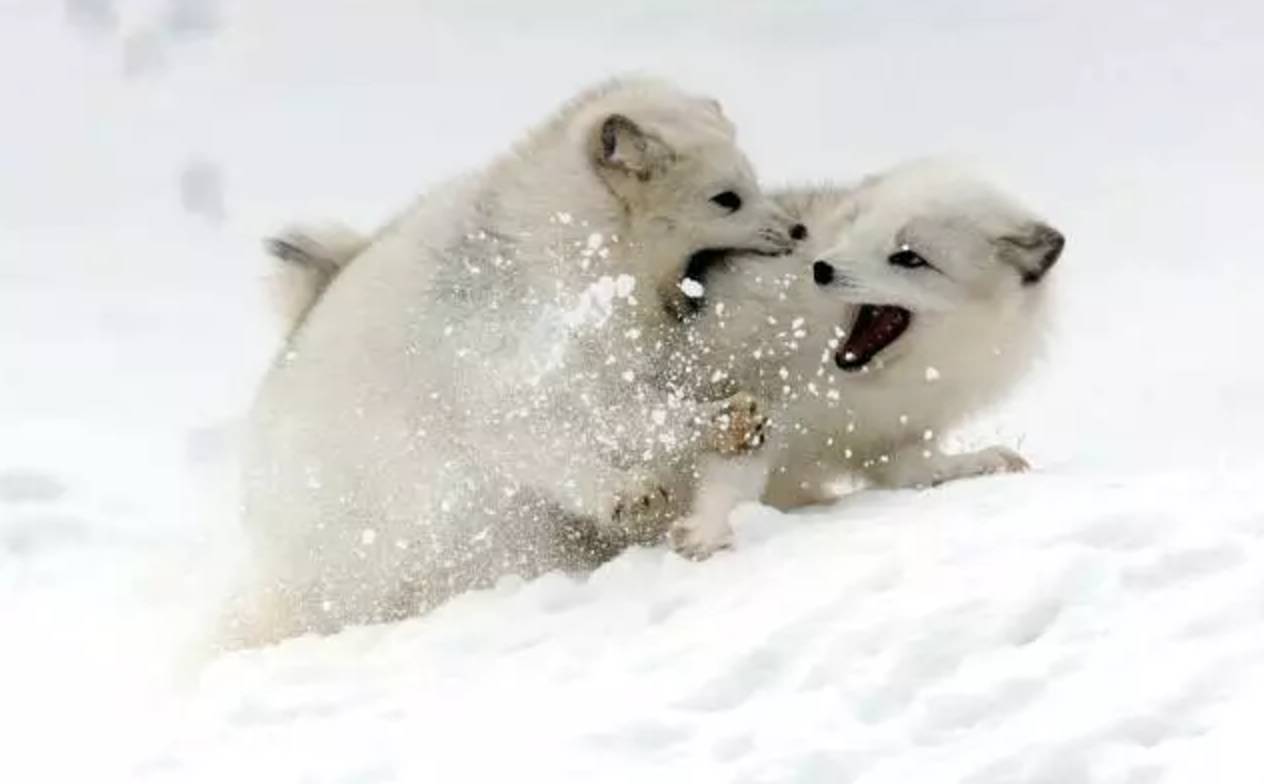 Arctic Fox Wallpapers - Wallpaper Cave