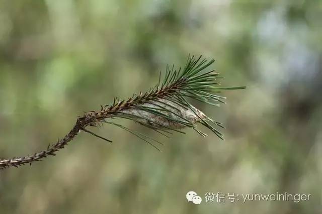 摇头虫是一种生长在思茅松树上,吃松针生长的毛毛虫变的,学名为思茅松